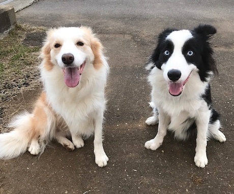 アニマルコミュニケーション☆ペットの通訳します 愛犬、愛猫、小動物など大切な家族の一員とお話してみたい方に イメージ1