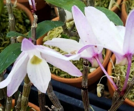 セッコク・風蘭のお悩み解決のお手伝いいたします 植物がもっと好きになる、育てるワクワクもお届けします イメージ2