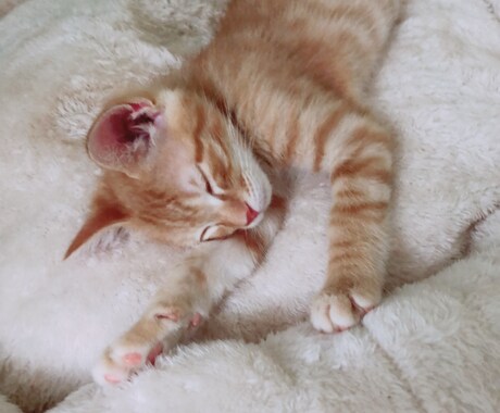 猫ちゃん好き必見！猫全般の記事作成、又は助言します 動物看護士視点から見る、猫と一緒に快適な生活を送りたい方へ イメージ2