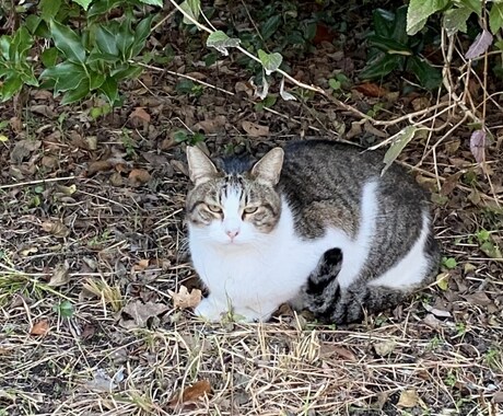 TNR・捕獲のやり方をお伝えします 安全に無理なく進めるための捕獲・TNRのコツをお伝えします イメージ2