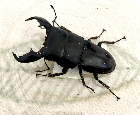 カブト・クワガタの飼育、ブリードの相談に乗ります カブト・クワガタの飼育やブリード、何でもお任せください。 イメージ1