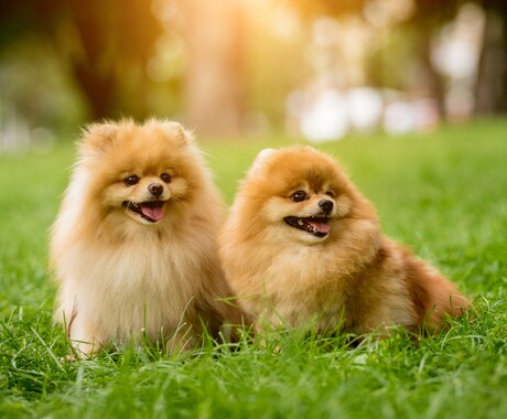 お家のわんちゃんのことなんでも聞きます 専門学校卒、知識あります！大型犬、小型犬両方飼育しています！ イメージ1