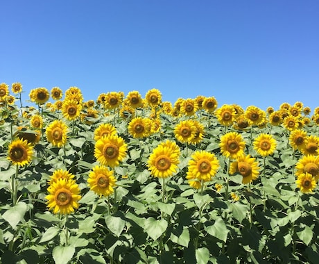 写真撮影します 風景などなど…写真撮影代行します。 イメージ2