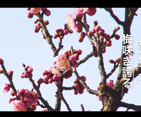 個性あふれる自己PR動画制作します テレビとYouTubeの感性を混ぜ込んだ一品を制作します！ イメージ2