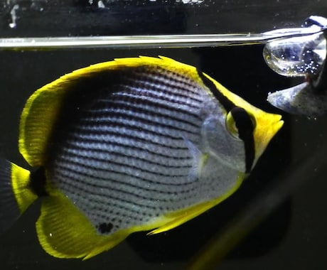 水族館好きの為の動画作ります イメージ1