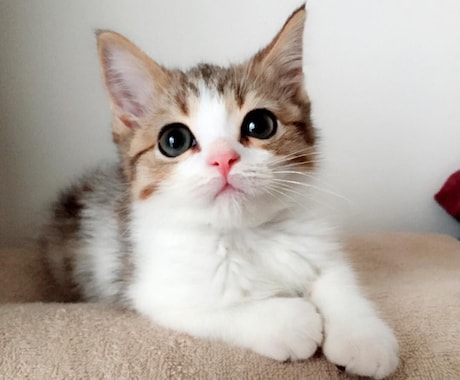 猫の飼い方わからない人に【猫の飼い方】教えます 10年間猫を飼っていて猫が大好きな猫好きが教えます イメージ2