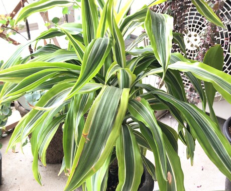 プロが植物に関するお悩み解決致します 植物のプロが即日お答え致します(^^) イメージ2