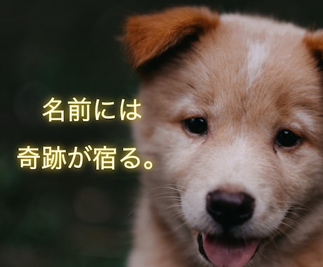 あなたのペットさんに運命の名前を提案します 音・波動・ご縁から導く名づけを イメージ2