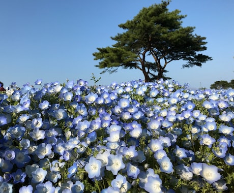 つかれたあなたを外に連れ出す計画します 〜こころを癒すためのお出かけ相談〜 イメージ2