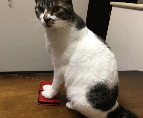 数分でもOK！誰かと話したい時どうぞ！と思います なんとなく誰かと話したい、寂しいなぁって時にどうぞ(^ ^) イメージ1