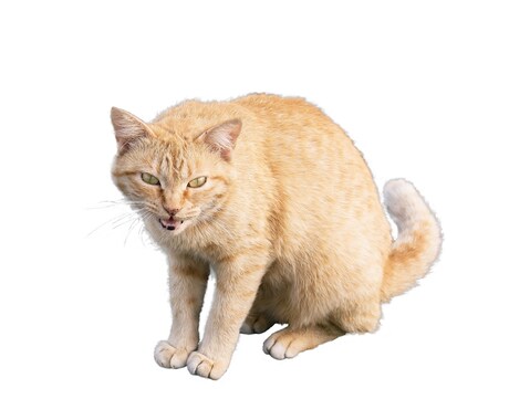 写真の切り抜き・加工を承ります 人物・動物・植物などもOK！1枚500円～ イメージ2
