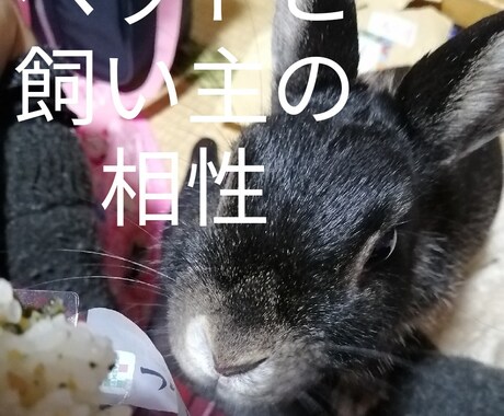 ペットと飼い主の相性、ペットの気持ち占います タロットカードにて占わせていただきます☆ イメージ1