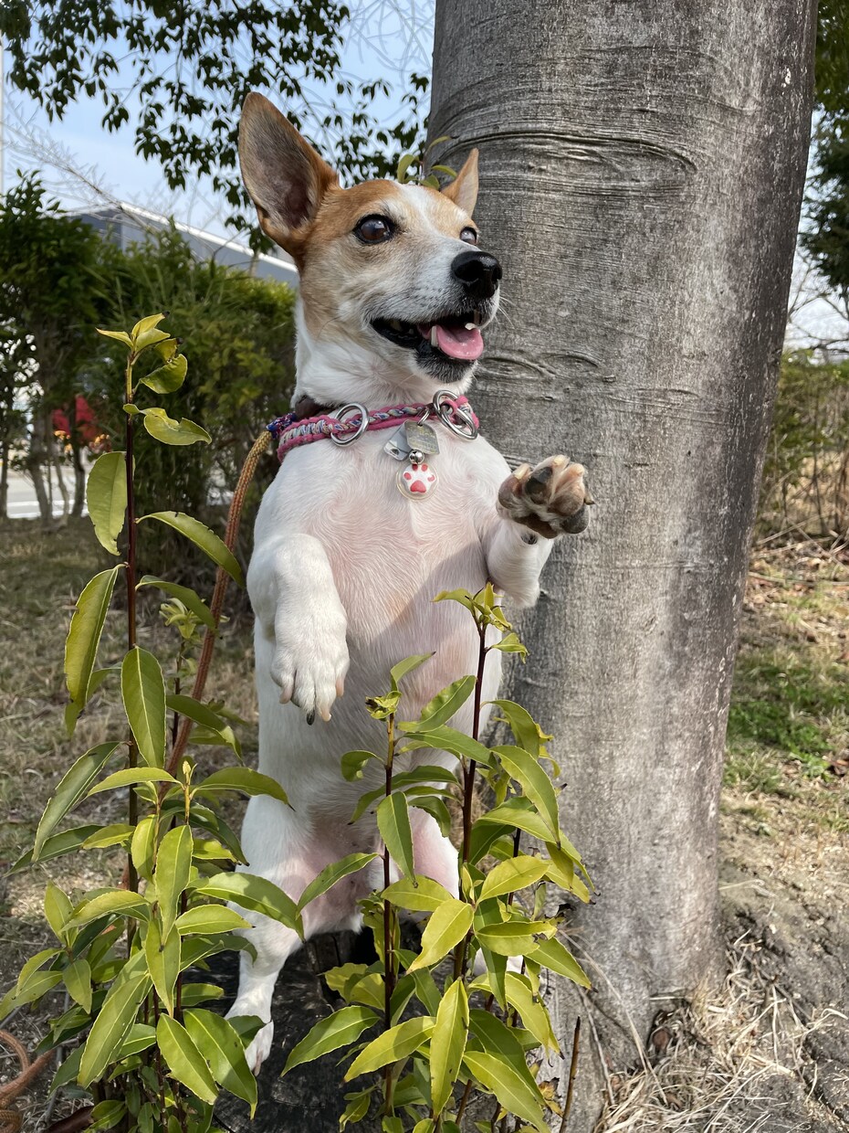 ペットに犬を飼いたいと思われてる方の相談に乗ります 愛玩動物飼養管理士がこれから犬を飼いたい方のご相談に乗ります イメージ2