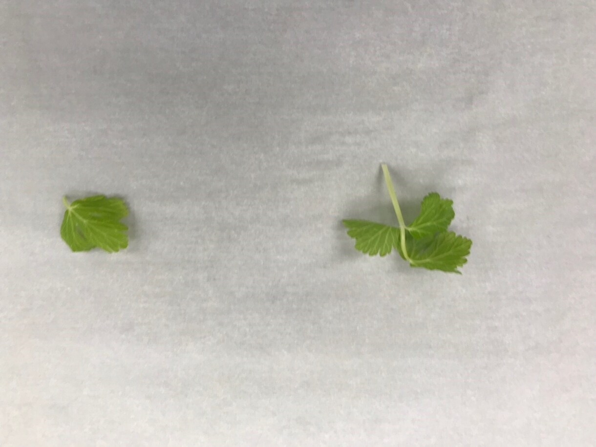 料理に使うハーブの組み合わせを教えます ハーブ花をメインに使うフランス料理店で働いた経験をもとに イメージ2