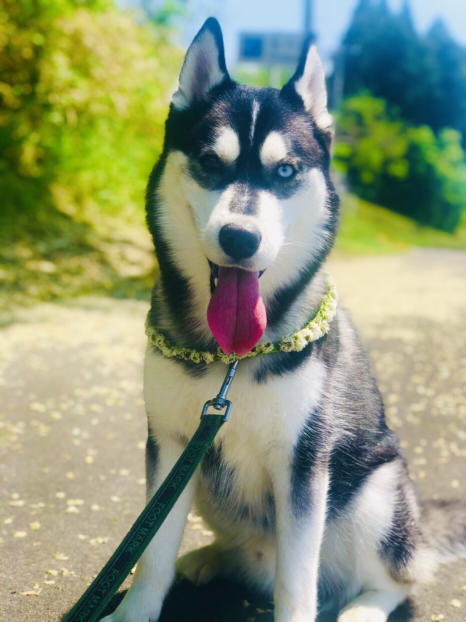 世界でひとつだけ！愛犬毛フェルト人形作ります お預かりしたわんちゃんの毛で人形製作します！ イメージ5