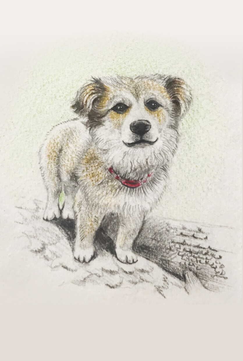 色鉛筆と水彩でペットの似顔絵を描きます 記念日のプレゼントや思い出づくりに最適です。 イメージ2