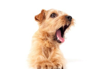 初めてワンチャンを飼うあなたにアドバイスします しつけの方法・困った場合の対処法など！ イメージ1