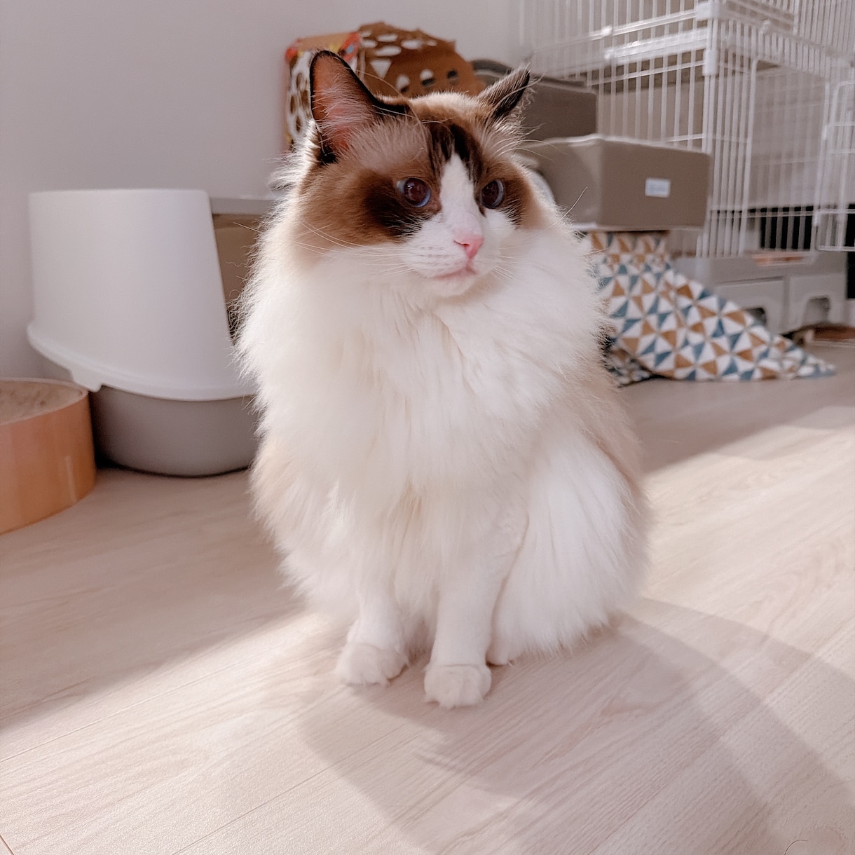 大型犬と猫の飼い主。飼い方やお手入れ相談乗ります アラスカンマラミュートのしおむすび♡愛犬愛猫のお悩み相談室 イメージ9