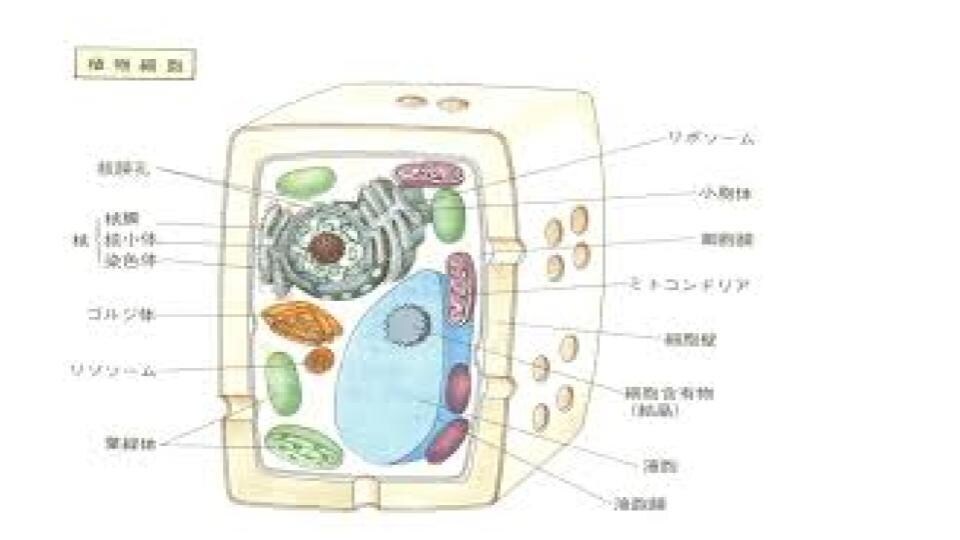 生理学について教えます 教科書の内容をわかりやすく教えます イメージ1