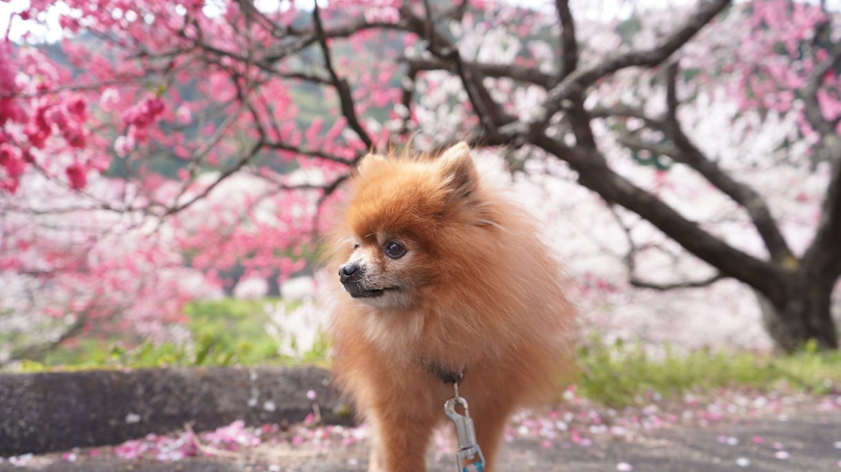 全画像納品！愛犬との家族写真撮影します 愛するわんちゃんとの思い出を残しませんか？ イメージ10