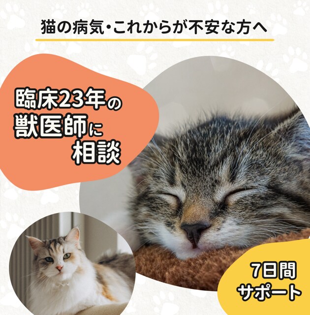 臨床23年獣医師が猫に関する不安を7日間支えます あなたの愛猫のための自宅ケアや心の整理法を一緒に考えます イメージ1
