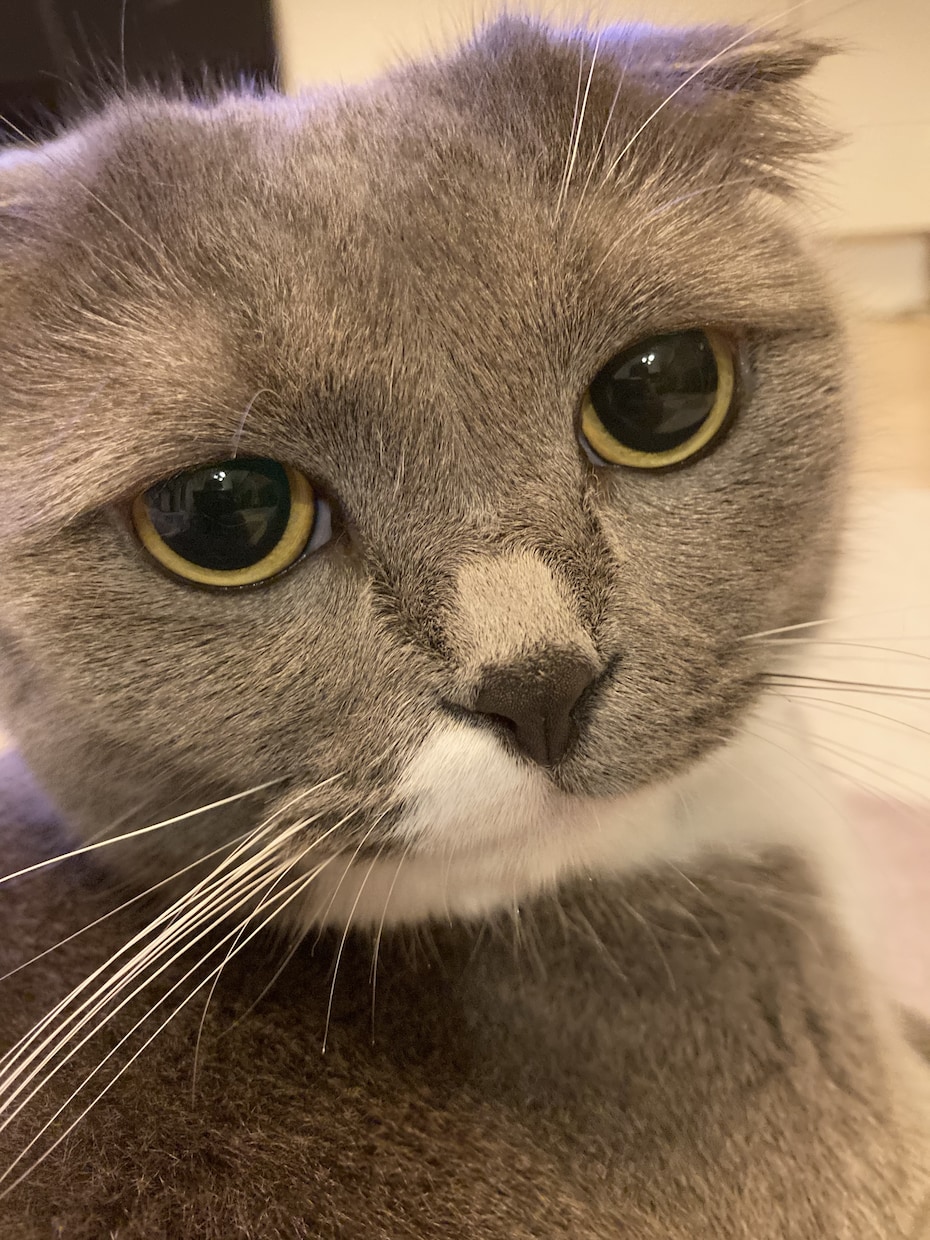 モニター価格☆あなたの家のペットさんと話します あなたの家のペットさんの言葉をあなたに届けます♪ イメージ2