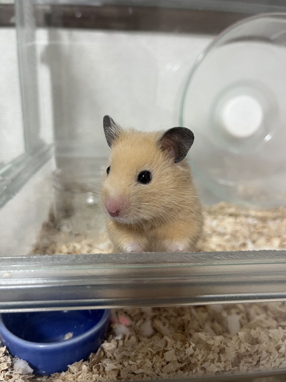 ハムスター多頭飼育者が飼育の相談に乗ります 病気かもしれない、元気がないそういった子などその他相談に！ イメージ3