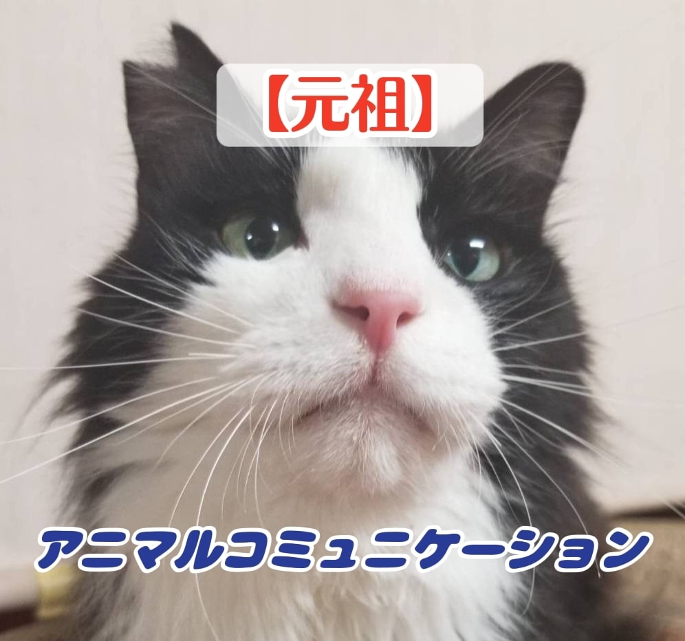 あなたのペットの気持ちをわかりやすくお伝えします 〜あなたと大切なペットの架け橋になる〜 イメージ1