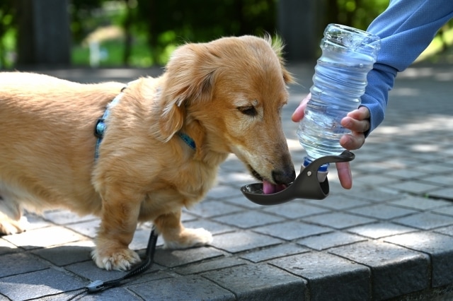 愛犬のリーディングをします 最後に伝えたかったこと、あの時の行動の意味は？など イメージ1