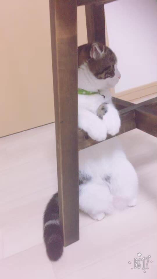 猫ちゃんの写真・動画売ります 白いチンチラの猫とブチのスコティッシュ猫 イメージ2