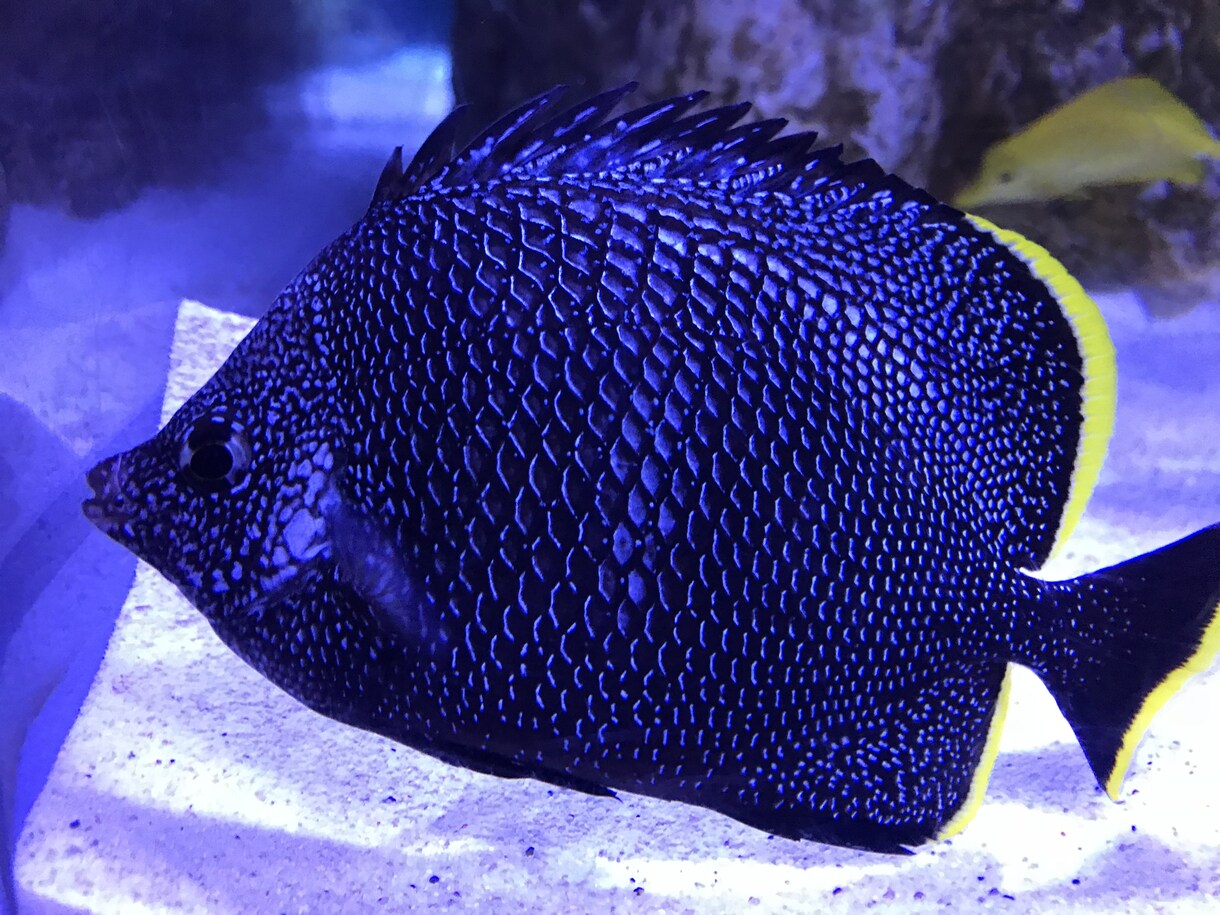 魚についての記事を詳しく書きます 現水族館飼育員が魚の魅力をお伝えします。 イメージ2