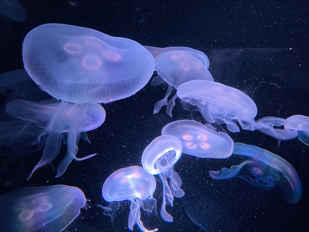 広告など様々な用途向け写真素材をご用意しております 植物、風景、水の生き物たちの美しい素材を活かしてます イメージ7