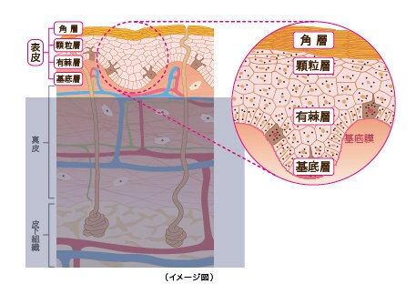 あなたの肌を美しくするための知識をお伝えします 自分の肌がわからない、綺麗になりたい人にオススメです！ イメージ1