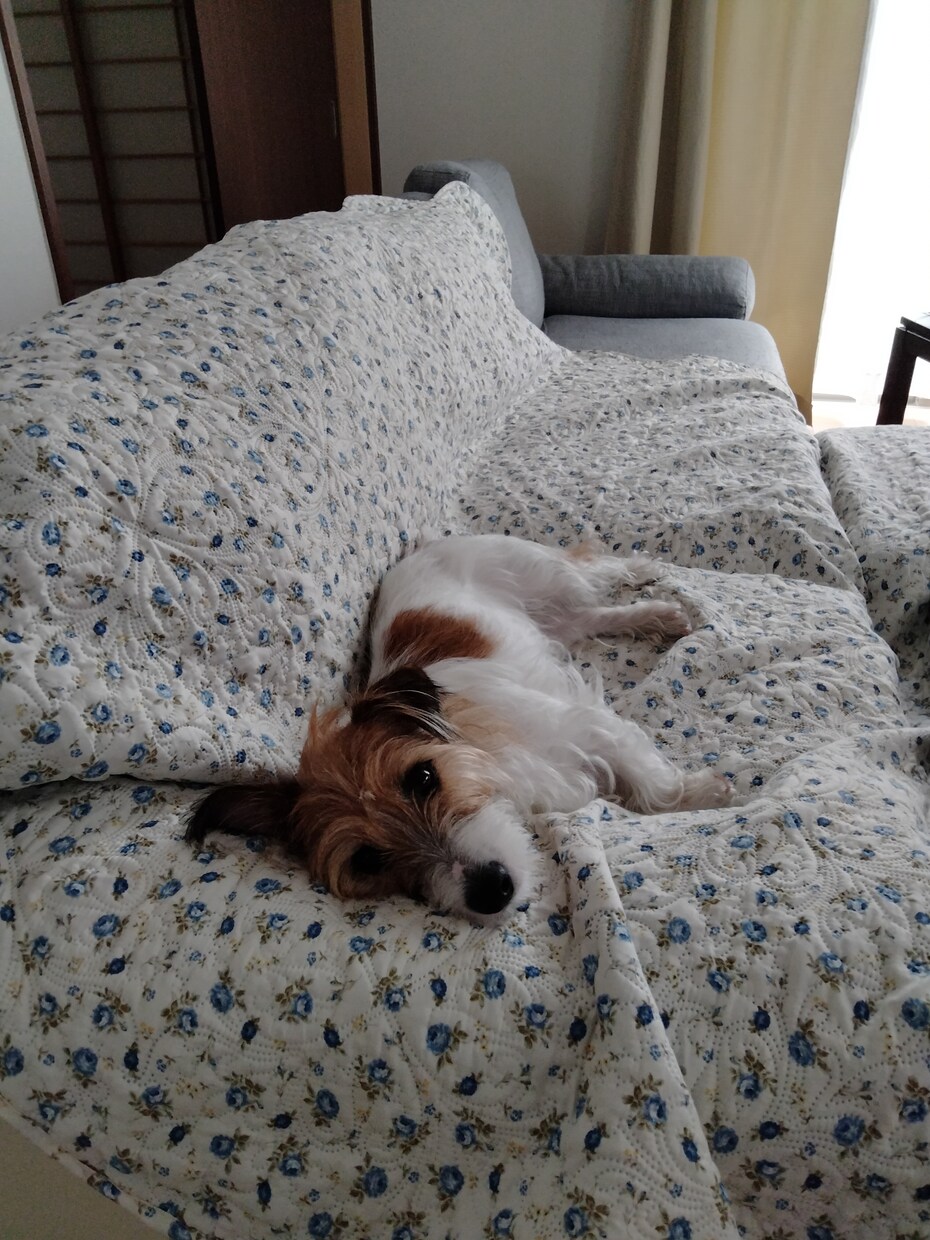 犬のしつけ相談にのります 犬との豊かな生活をおくりましょう イメージ1