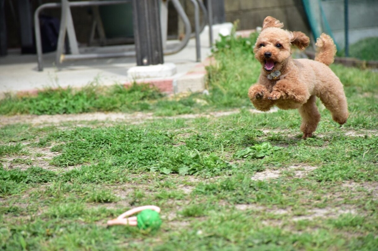 犬、わんちゃんの動画や写真をお譲りします 癒しをあなたにお届け致します！悲しみや苦しみを緩和致します！ イメージ3
