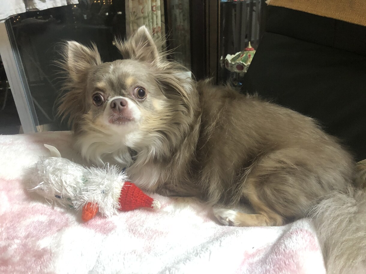 チワワの癒されフォト1枚￥1000でデータ売ります 犬派の方うちのチワワ「フィリックス」(4歳)の写真で癒されて イメージ4