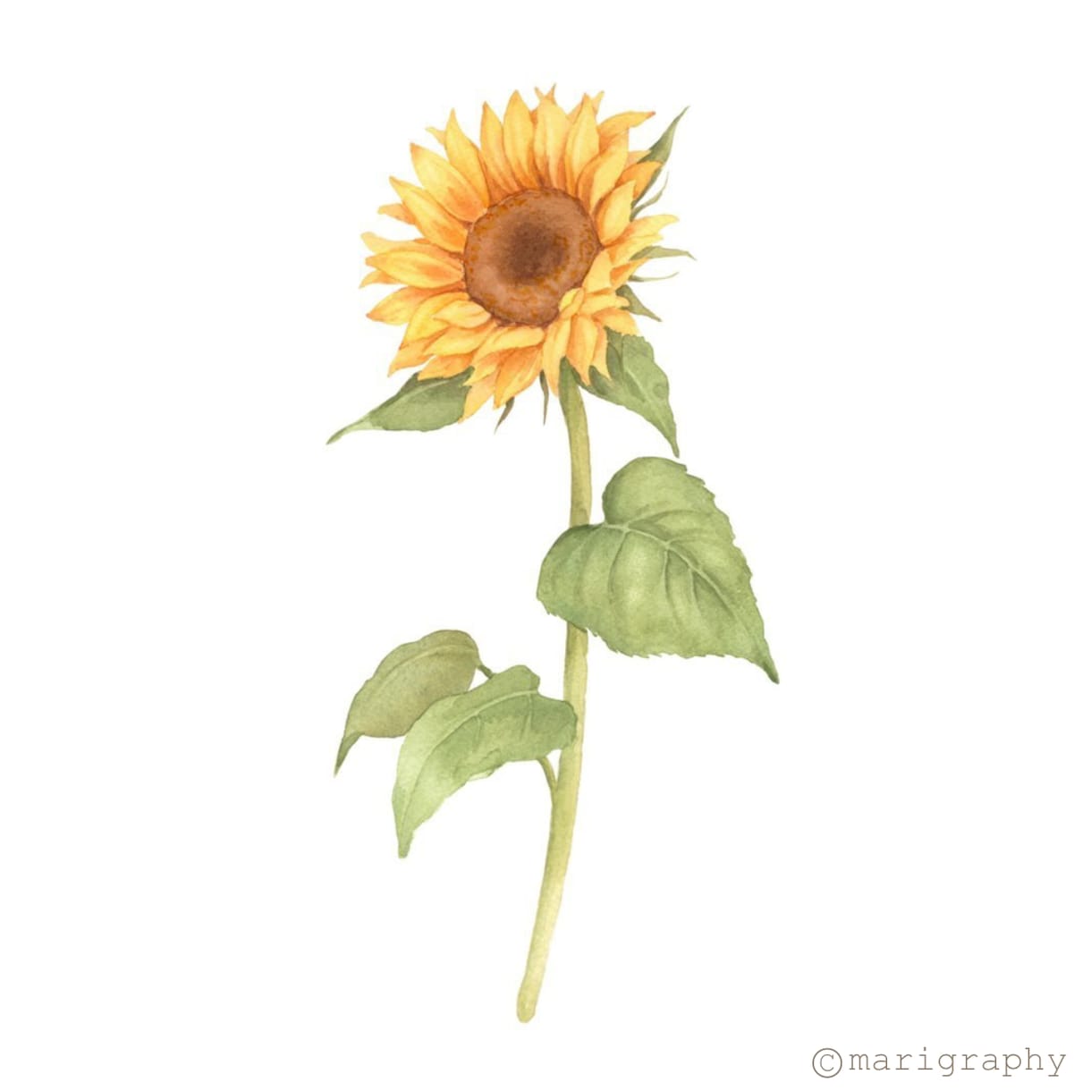 水彩画でお花のイラストを描かせていただきます 〜丁寧なヒアリング〜 温かく優しいタッチが得意です♪ イメージ3