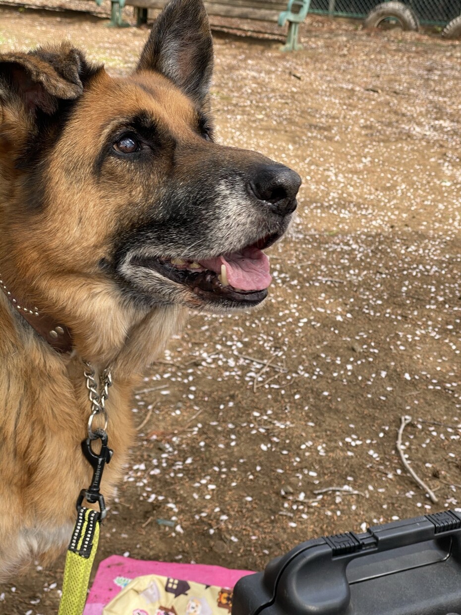 ワンちゃんのお悩み相談お受けします ブリーダー&警察犬訓練士&動物看護師♀が対応させて戴きます イメージ2