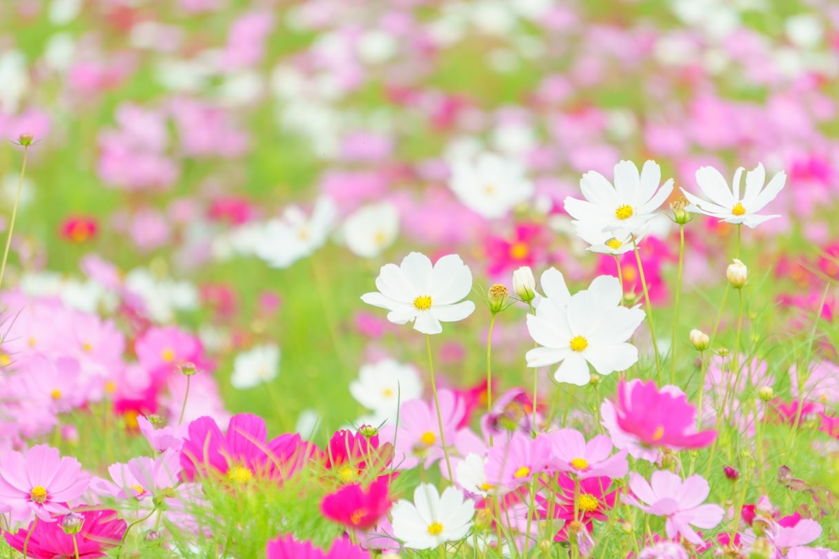 あなたの心のお悩みに寄り添います あなたが人生の主役です。明るい未来を一緒に見てみませんか？ イメージ2