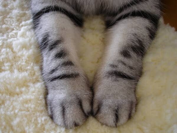 忙しい方へ！代わりにやります 猫の手も借りたい！そんな時、お手伝いさせていただきます！ イメージ1
