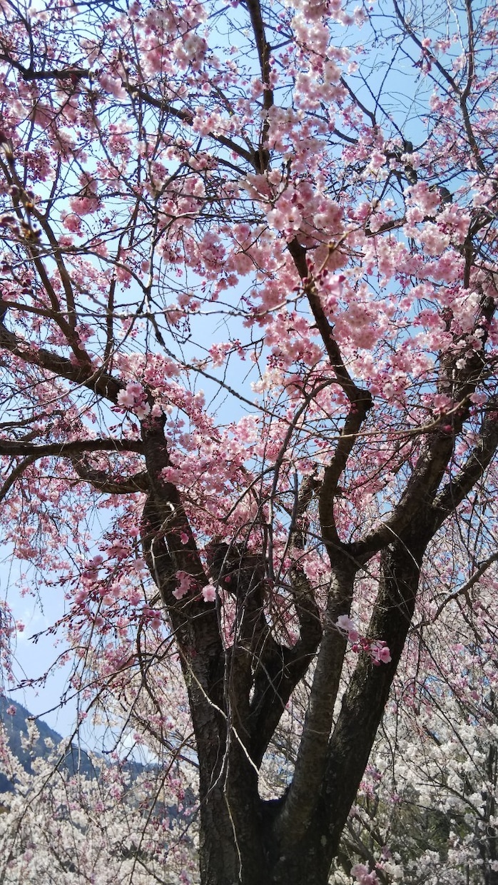 風景写真提供します 出掛けた先で撮影した写真を提供します。 イメージ1