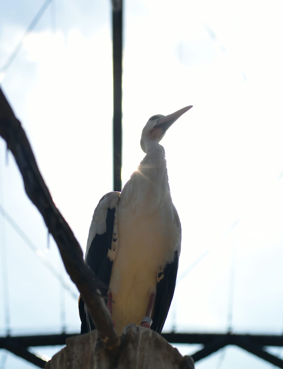 写真データ販売致します 鳥など自然を撮っております。色々な写真があります。 イメージ1