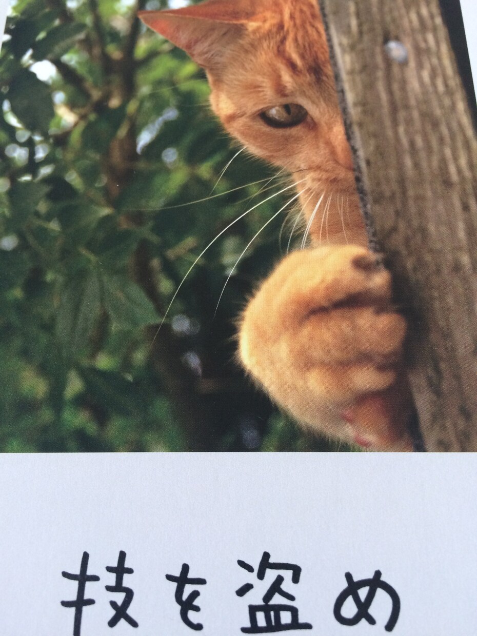 愛猫のおもらしに困っている方へ猫のオシッコの匂いの取り方教えます イメージ1