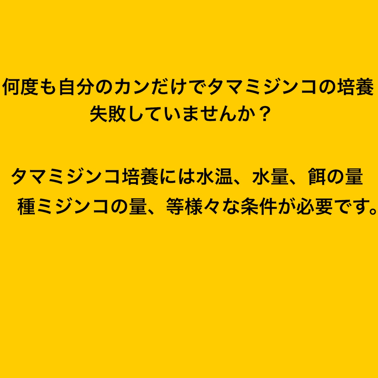 タマミジンコ培養方法教えます もう購入するのは餌だけ！培養失敗を助けます！！ イメージ2