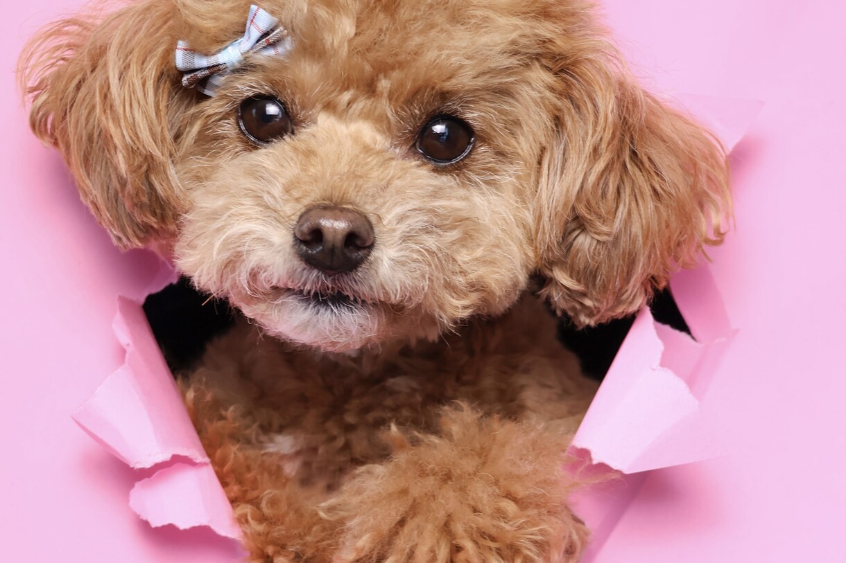 浜松市で愛犬専門の出張撮影いたします ご自宅で自然な表情を丁寧に撮影します イメージ10