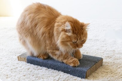 猫用商品撮影｜売れる広告写真撮影します プロ歴18年×猫歴20匹で高品質撮影 イメージ3