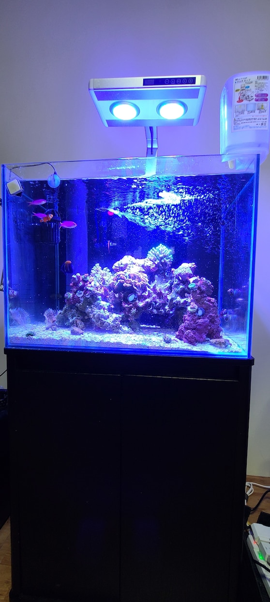 海水魚、熱帯魚、水草のご相談にお答えします 日々の管理でお悩みの方、突発的な問題でお悩みの方必見です！ イメージ1