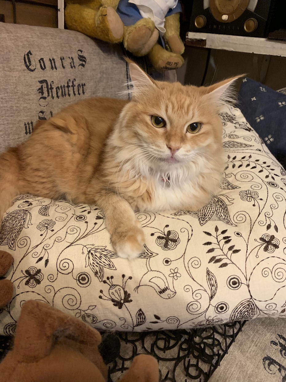 可愛い猫ちゃんの写真提供します 著作権不要の猫ちゃんの写真が欲しい方必見です。 イメージ2