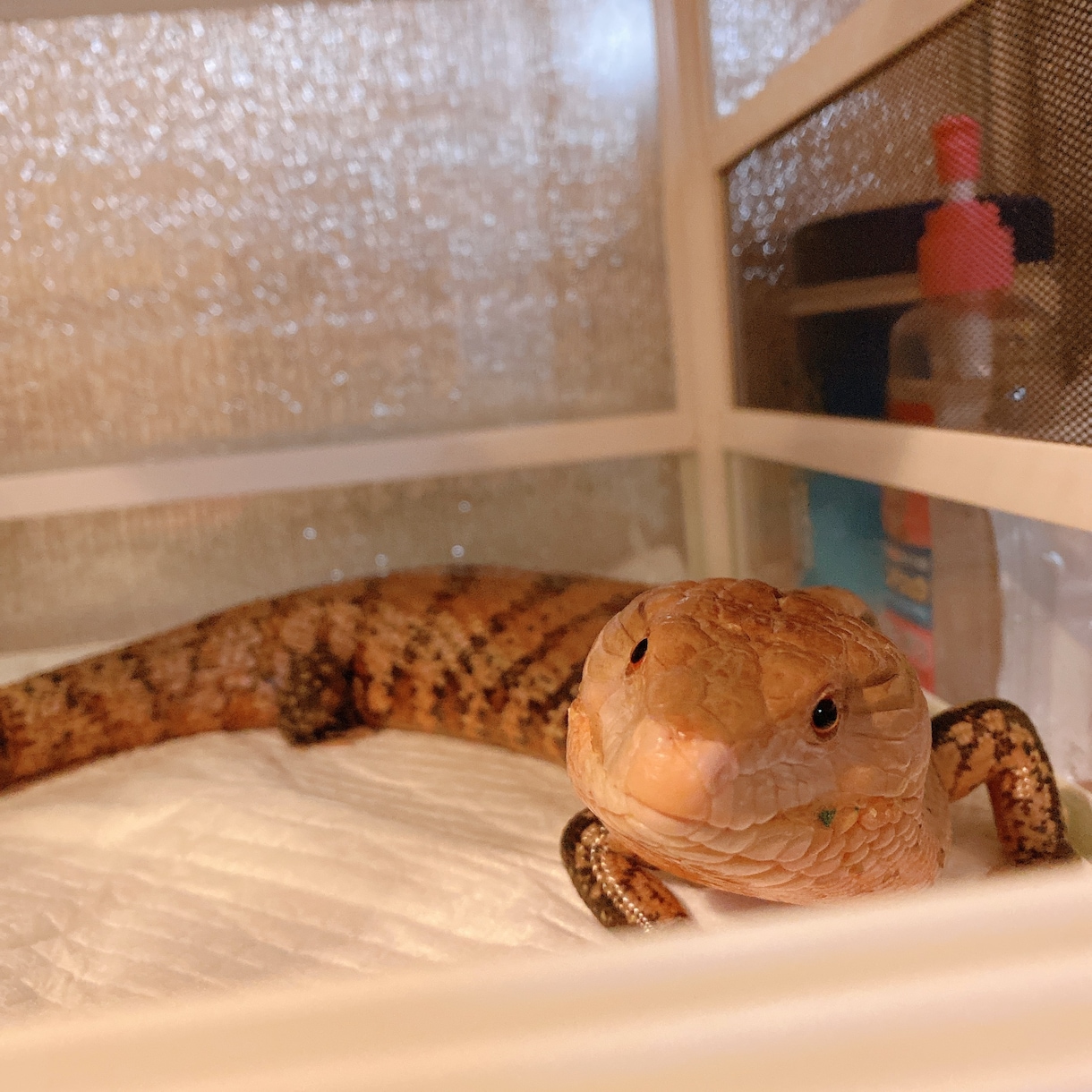 爬虫類のこと何でも相談に乗ります 初心者歓迎！トカゲやヘビまで幅広く対応。 イメージ8