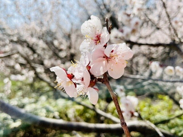 癌の妻、うつ病経験者が相談承ります 癌、鬱、家族関係の悩み（連れ子等） イメージ3